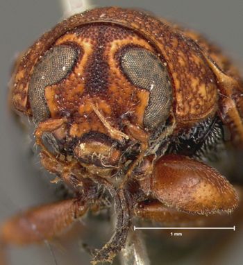 Media type: image; Entomology 8779   Aspect: head frontal view